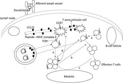 The Multi-Functional Roles of CCR7 in Human Immunology and as a Promising Therapeutic Target for Cancer Therapeutics